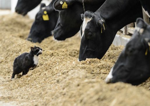 dairy farm