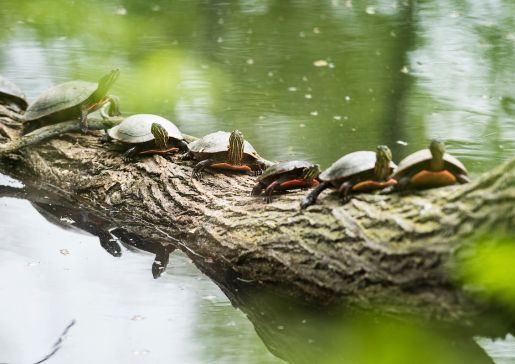 turtles